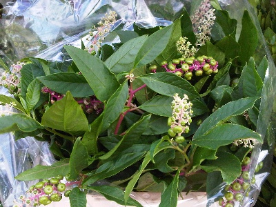 phytolacca